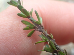 Coprosma brunnea