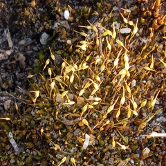 Funaria hygrometrica