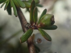 Coprosma brunnea