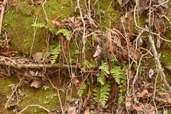 Woodsia obtusa occidentalis