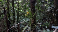 Bromelioideae