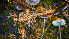 Tephrocybe rancida
