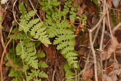 Woodsia obtusa occidentalis