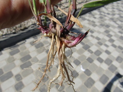 Panicum virgatum
