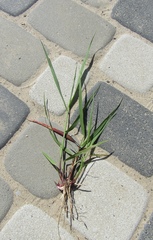 Panicum virgatum