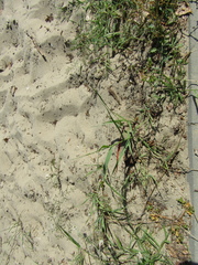 Panicum virgatum