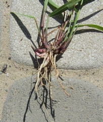 Panicum virgatum
