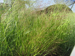 Panicum virgatum