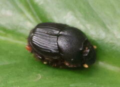 Onthophagini