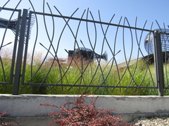 Panicum virgatum