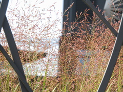Panicum virgatum
