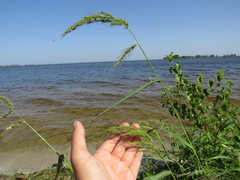 Echinochloa crus-galli