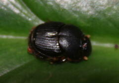 Onthophagini