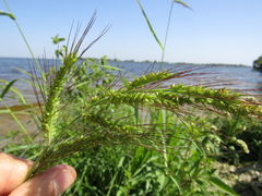 Echinochloa crus-galli