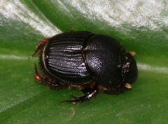 Onthophagini