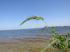 Echinochloa crus-galli