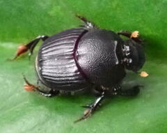 Onthophagini
