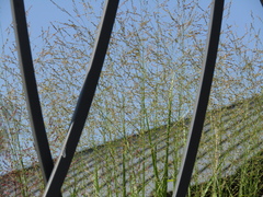 Panicum virgatum