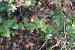 Xylosma flexuosa