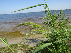 Echinochloa crus-galli