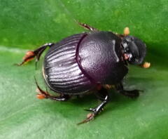 Onthophagini