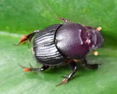 Onthophagini