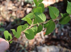 Xylosma flexuosa