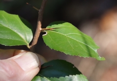 Xylosma flexuosa