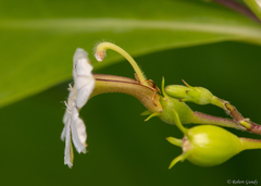 Scaevola taccada