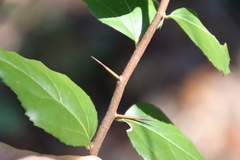 Xylosma flexuosa