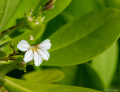 Scaevola taccada