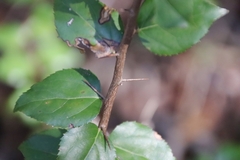Xylosma flexuosa