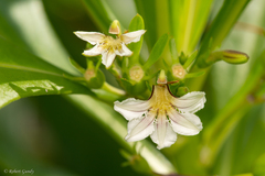 Scaevola taccada