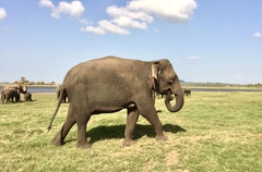 Elephas maximus maximus