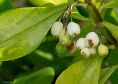 Scaevola taccada