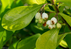 Scaevola taccada