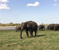 Elephas maximus maximus