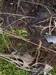 Nothoscordum bivalve