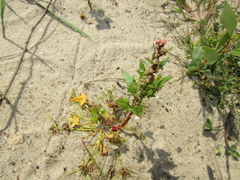 Oxybasis rubra