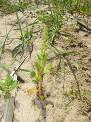 Oxybasis rubra