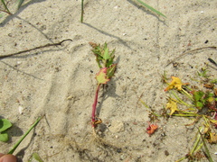 Oxybasis rubra