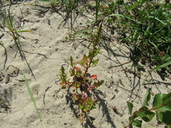 Oxybasis rubra