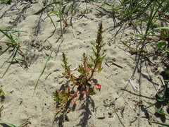 Oxybasis rubra
