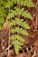 Woodsia obtusa occidentalis