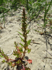 Oxybasis rubra