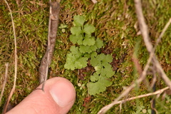 Woodsia obtusa occidentalis
