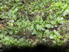 Plagiomnium rostratum