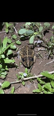 Ranoidea longipes