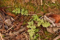 Woodsia obtusa occidentalis