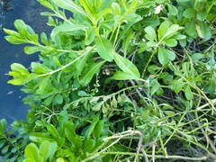 Scaevola taccada